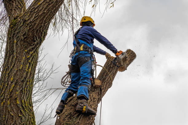 Best Storm Damage Tree Cleanup  in Noel, MO