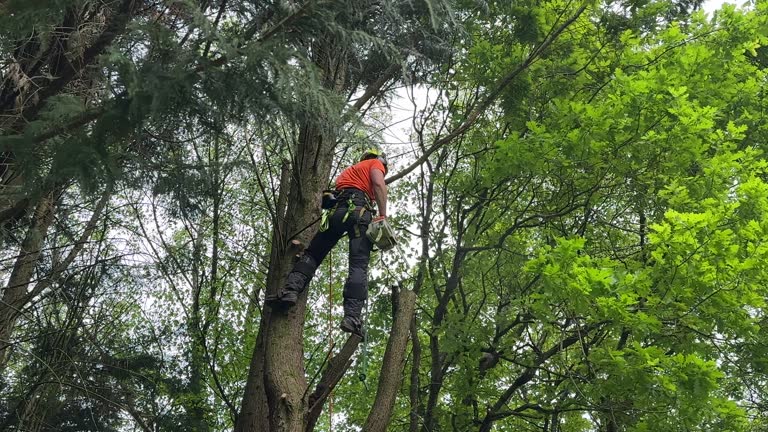  Noel, MO Tree Services Pros